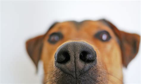 4 Possible Reasons Your Dog Smells Bad Lifestyle
