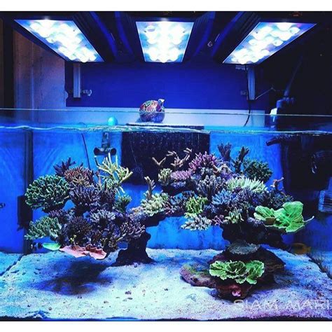 See This Instagram Photo By Fishproblems 1020 Likes Saltwater