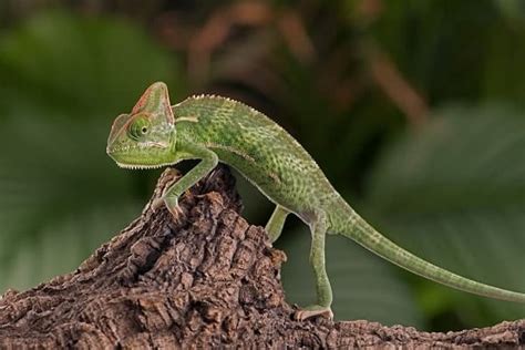13 Different Types Of Chameleons For Rookies And Collectors