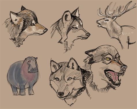 Timed Animal Sketches 3 By Pseudolonewolf On Deviantart