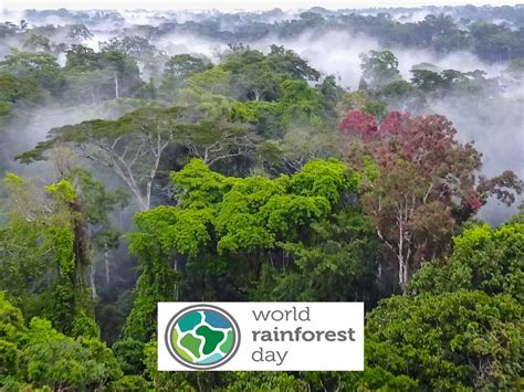 World Rainforest Day — Seeing Rainforests For More Than Their Trees