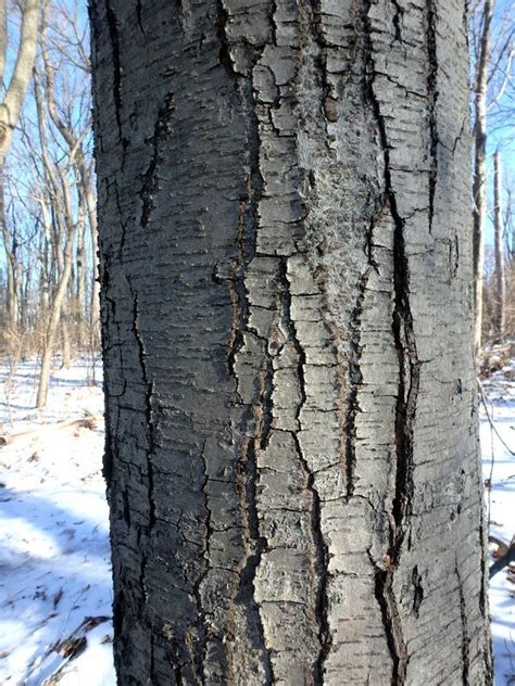 Mariton Tree Bark Natural Lands