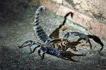 Skorpion Foto & Bild | natur, tiere, wildlife Bilder auf fotocommunity