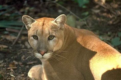 The division of animal industry is responsible for enforcing animal. Florida Panther | ArtSWFL.com