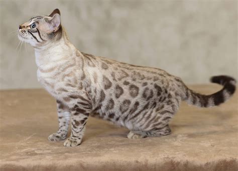 This type of bengal has blue eyes. Look at that snow bengal! From eye color i think its a ...