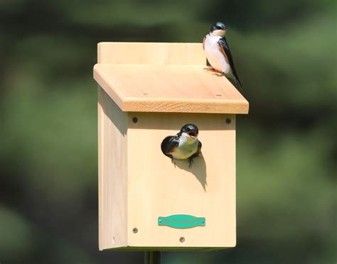 When building a birdhouse or nestbox, the hole size (entrance) is one of the most important decisions you will need. Birdhouse Maintenance | DUNCRAFT