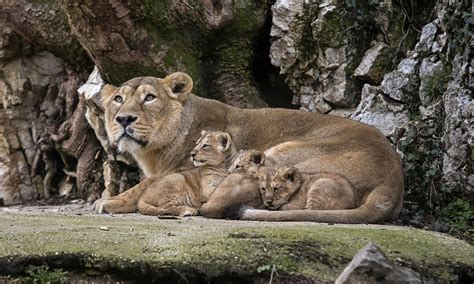 French Zoo Announces Birth Of Rare Asiatic Lion Cubs World News The