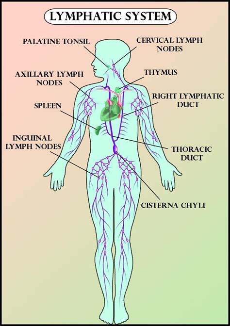 Map Of Lymph Nodes In Human Body