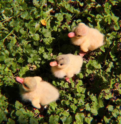 Farm Animals Animals And Pets Cute Ducklings Baby Ducks Fluffy
