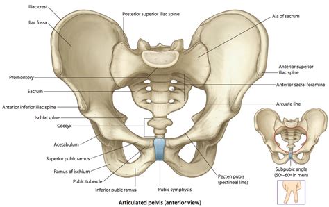 Collection Of Pelvic Bones Posterior And Anterior View Joints Of The