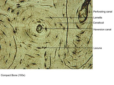 It is penetrated by a detailed system of you should include the histology of compact bone slides with diagram as well into your article. Final Lab Practical - Biology 253 with Islam at Delgado ...