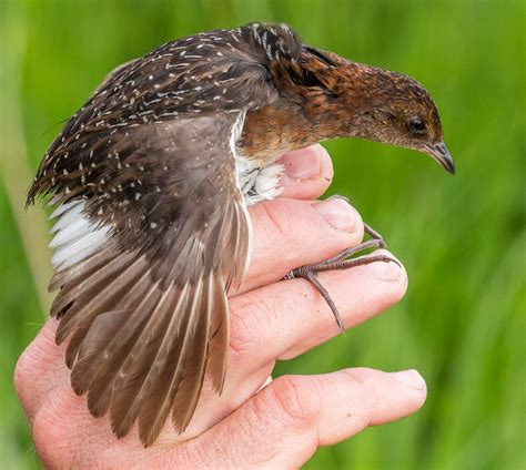New Breeding Site Found For One Of Worlds Rarest Birds Birdguides