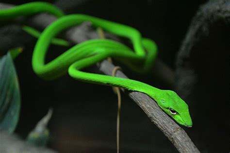 5 Non Venomous Arboreal Snakes That You Can Keep As Pets