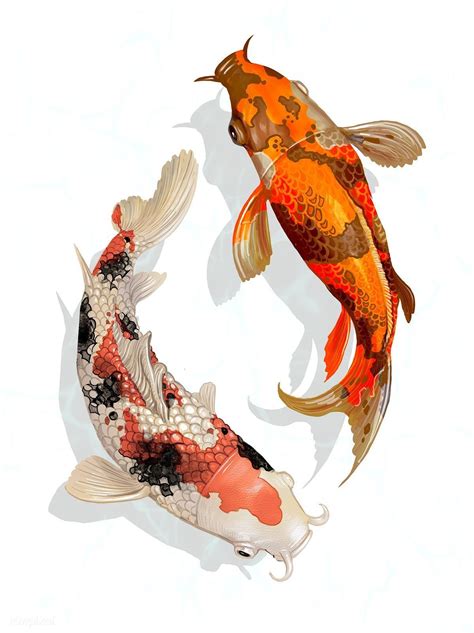 Two Japanese Koi Fish Swimming Premium Image By Koi