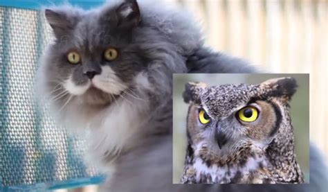 Meet Owlbert The Cat With A Moustache Who Looks Like An