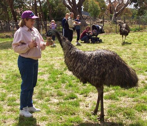 Animals And Birds Emu Bird History And Pics 2011