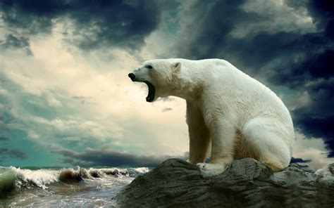 Wallpaper Animals Sea Nature Polar Bears Arctic Ocean Mammal
