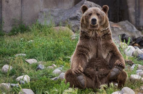 熊喜欢吃什么（熊为什么不吃素） 碳资讯