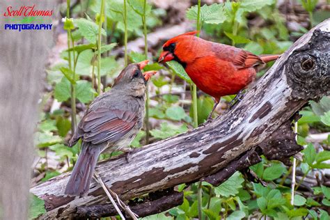 Pair Of Cardinals A Pair Of Northern Cardinals Cardinalis Flickr