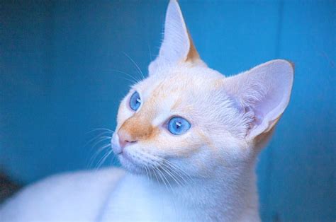 Flame Point Siamese Cat Everything You Need To Know Pets Gal