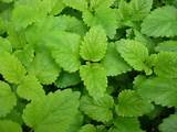 Lemon Balm For Anxiety Pictures