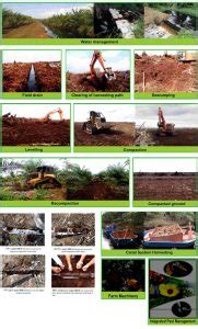 Sarawak oil palms berhad (sopb) is a malaysian public company listed on the bursa malaysia (formerly known as the kuala lumpur stock exchange). Sarawak's Experience In Managing Oil Palm Cultivation In ...