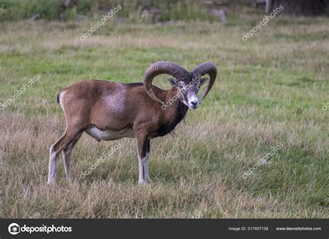 Wild Mouflon Sheep One Male Grazing Pasture Daylight Green Meadow Stock