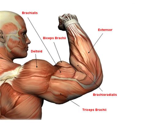 Biceps And Triceps Muscle Building Workouts Plan The Best Porn Website