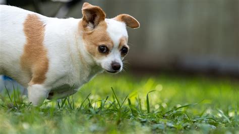 The Final Chapter - YouTube