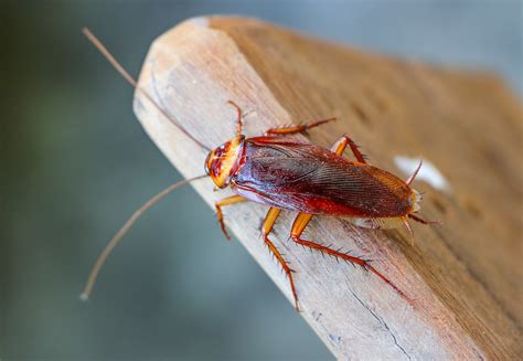 Why American Cockroaches Can Survive Almost Anything •