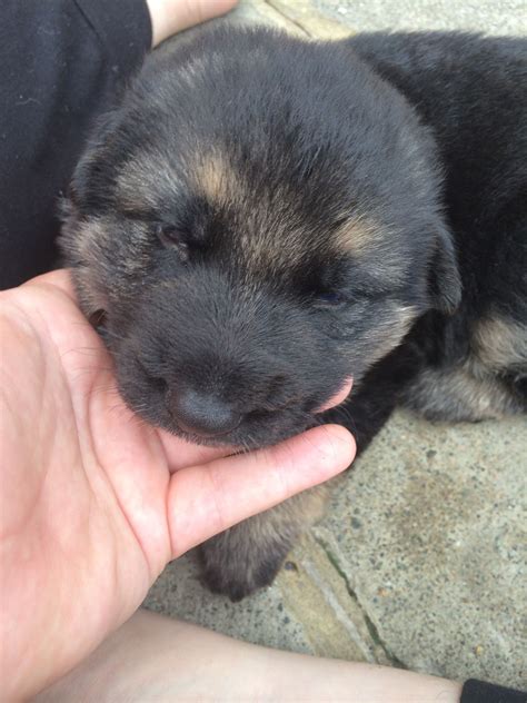 German Shepherd Puppies At 6 Weeks Old Pets Lovers