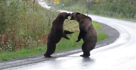 Две мечки Гризли се бият насред канадска магистрала видео
