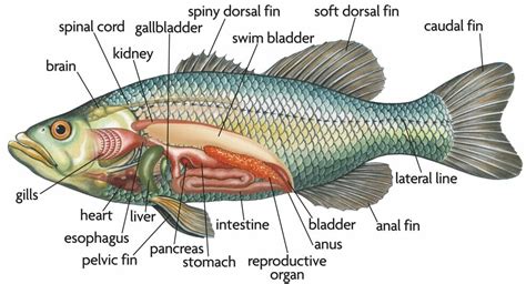 Anatomi Ikan Lengkap Beserta Fungsinya