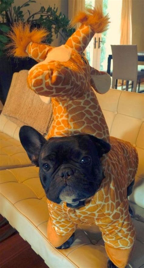 There are 644 french bulldog costume for sale on etsy, and they cost $24.39 on average. The 25+ French Bulldog Halloween Costumes So Cute You'll ...