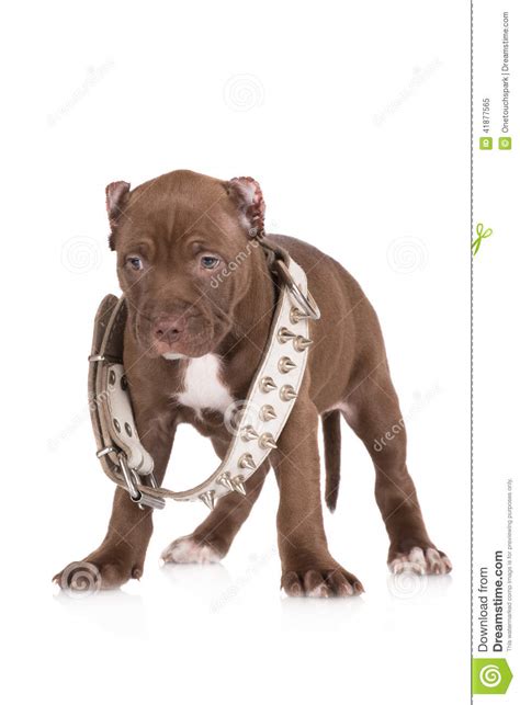 For chocolate pitbull puppy, if you want have it, you have to know that this kind of dog is not known for having any specific health problems. Adorable Chocolate Brown Pit Bull Puppy Stock Image - Image of healthy, chocolate: 41877565