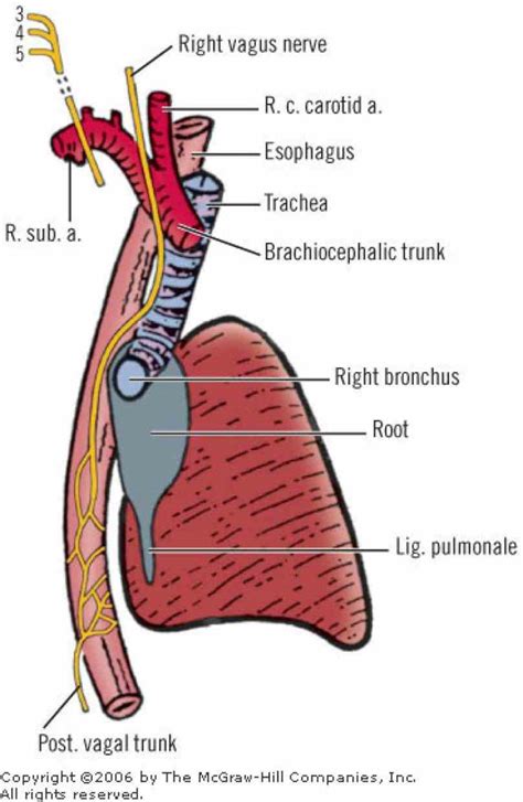 Esophagus And Trachea Anatomy