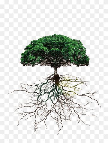 A Green Tree With Its Roots Exposed To The Ground Transparent