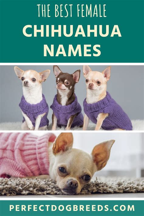 Female Chihuahua Names Chihuahua Names Chihuahua Dog Names