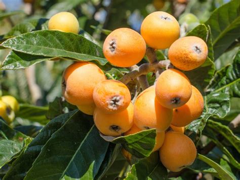 Tips And Information About Loquat Trees Gardening Know How