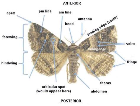 Lepidoptera Odonata Web Atlas Glossary