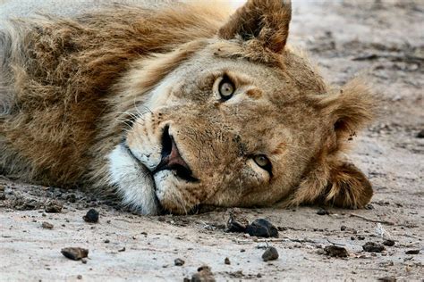 Cecil Act Passes House Committee Endangering African Animals Like