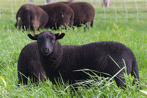 Know Your Fiber Black Welsh Mountain Sheep Northwest Yarns