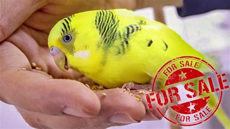 Budgies For Sale Youtube