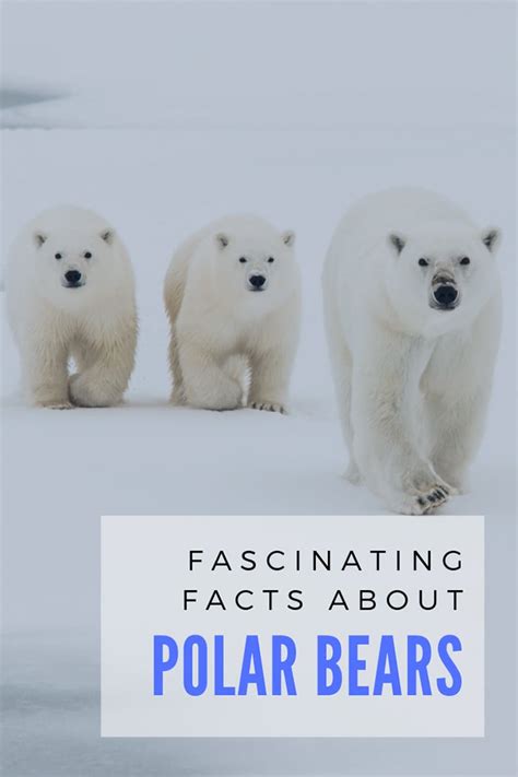 21 Fascinating Facts About Polar Bears Life In Norway