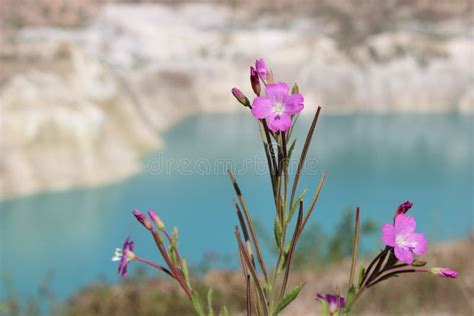 Pink Wild Flower In The Mountains Stock Photo Image Of Cloud Green