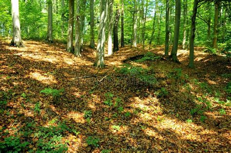 Forest Near Pisek Southern Bohemia Czech Republic Stock Image Image