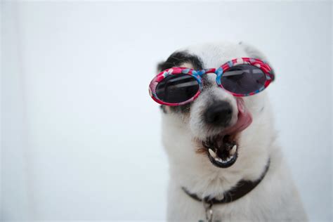 Close Up Photo Of Dog Wearing Sunglasses · Free Stock Photo