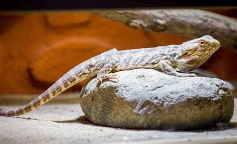 It can blacken its beard to show attitude, so be patient. 10 Inspiring Bearded Dragon Cage Setup and Decor Ideas