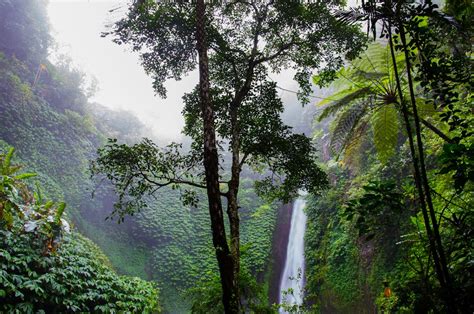 Green Leafed Trees Near Waterfalls · Free Stock Photo