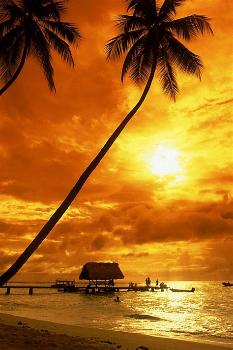 Free Download Tropical Sunset Wallpaper Beach Wallpapers 640x960 For
